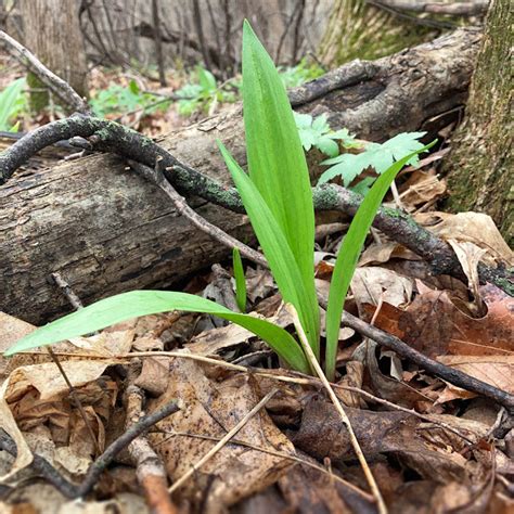 wilddev leak|Cultivation of Ramps (Allium tricoccum and A. burdickii)